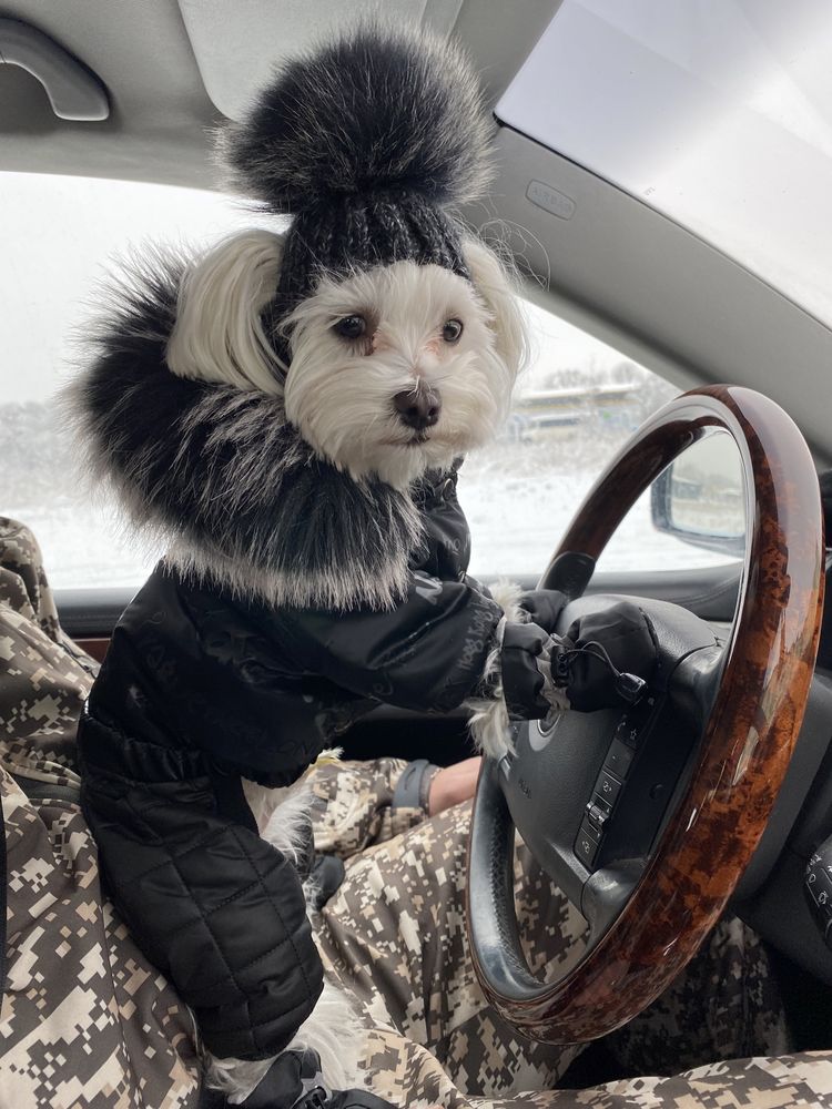 Зимовий одяг для собак шапочка для собачки