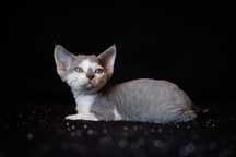 Devon Rex* chłopczyk* Euzebiusz* niebieski bicolor pręgowany