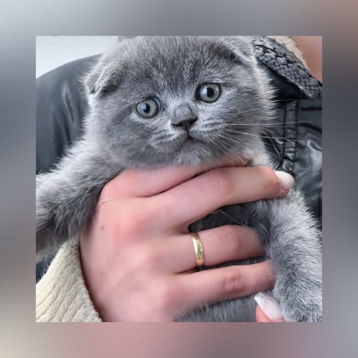 Кошенята дуже гарні
