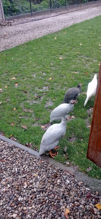Perlik,fenix,biegus sprzedam lub zamienię