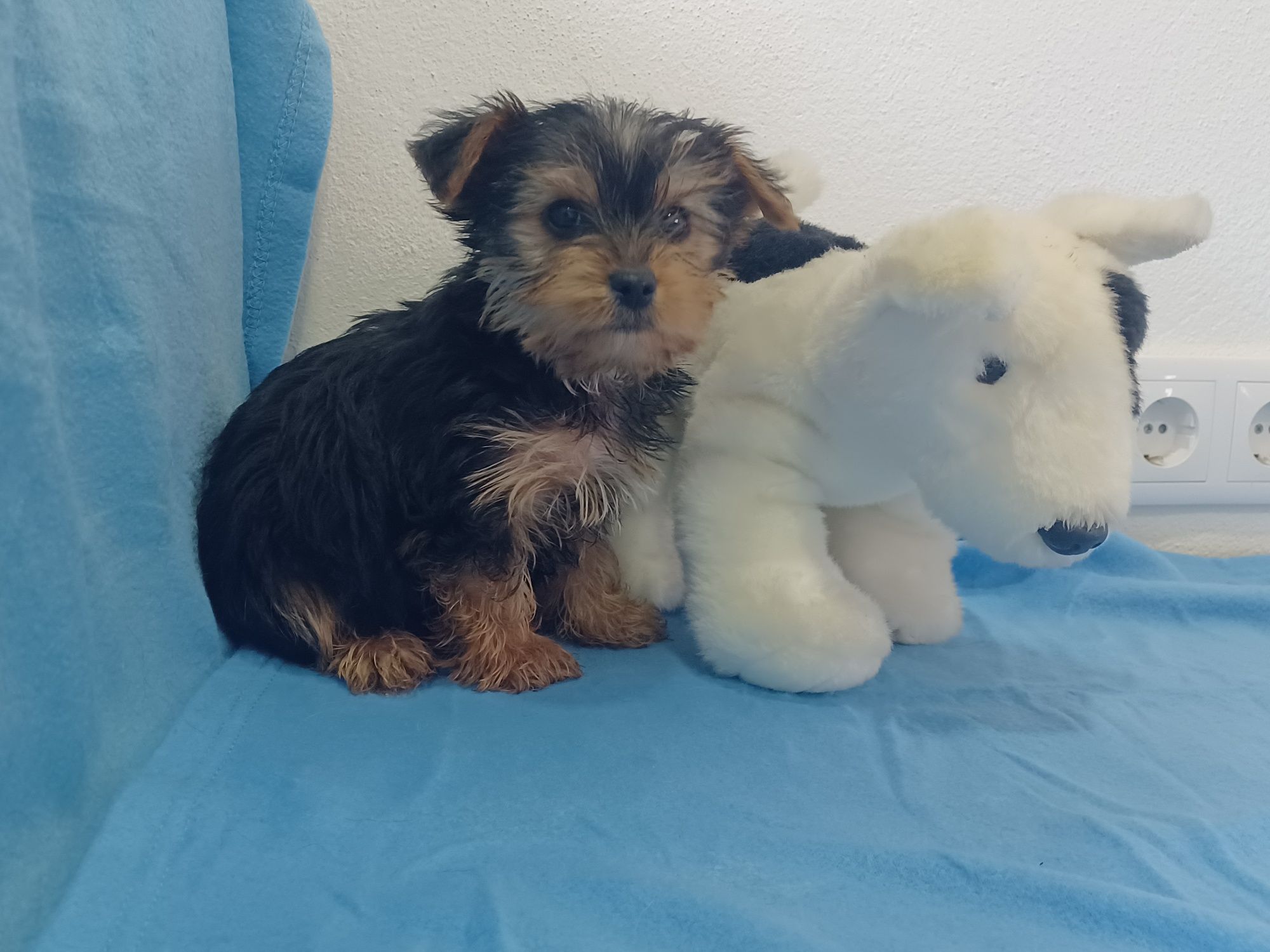 Magnífico Cachorro Yorkshire Terrier Bebé