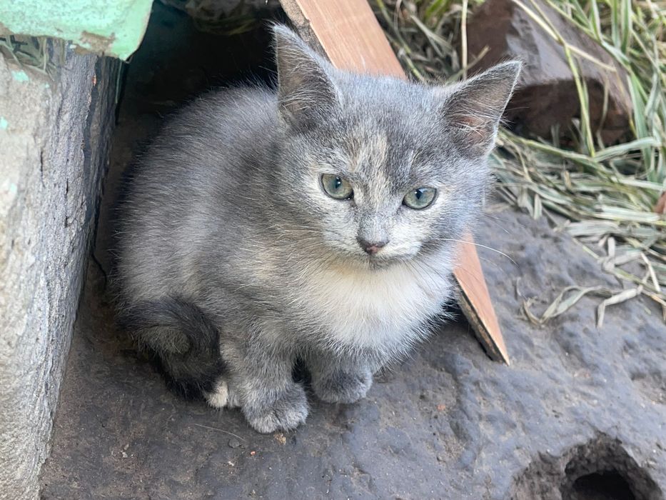 Віддам котиків в добрі руки