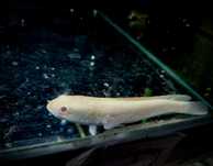 Channa Stewartii Gold - Tina Zoo Zabrze