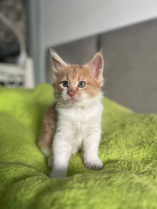 Kocurek Maine Coon „HIRO” e0922 FPL/FIFE – klasyczny kremowy z bielą