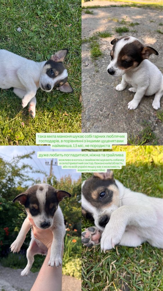 цуценята в добрі руки