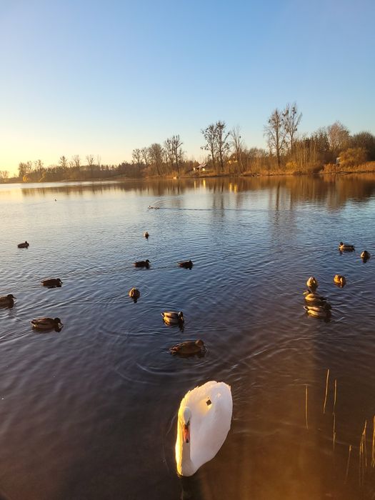 Zamiana ew. sprzedam mieszkanie  Lipiany