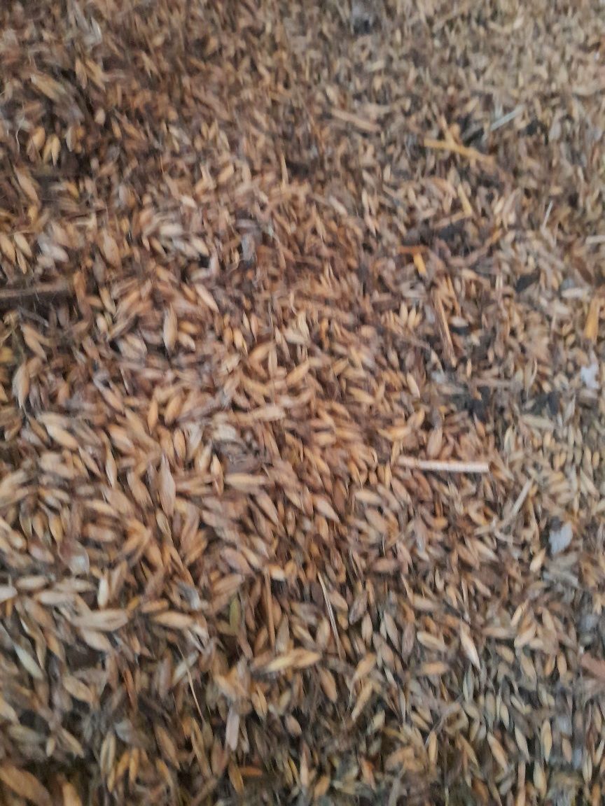 Owies II gatunek   pellet