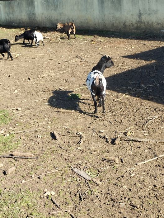 Vendo cabra anã adulta