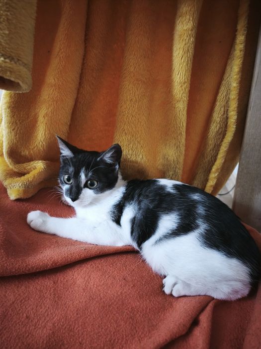 Kociaki do adopcji :)
