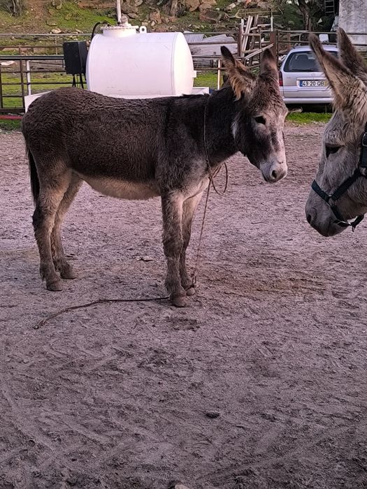 Burrinho novo manso.