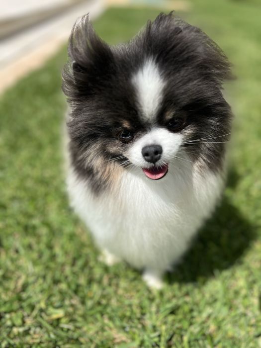 Lulu da pomerania spitz alemao anao