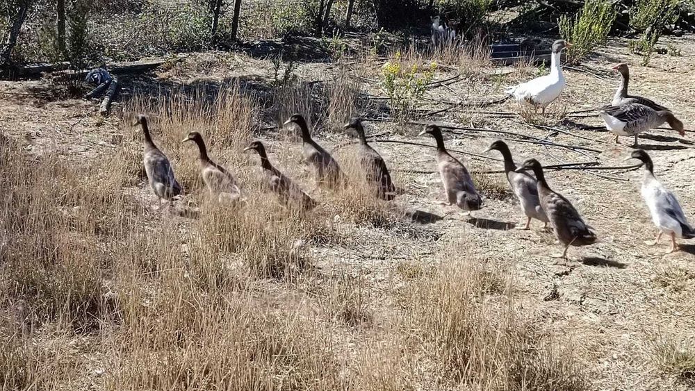 Patos corredores indianos