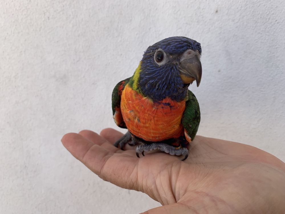 Loris Malucanos