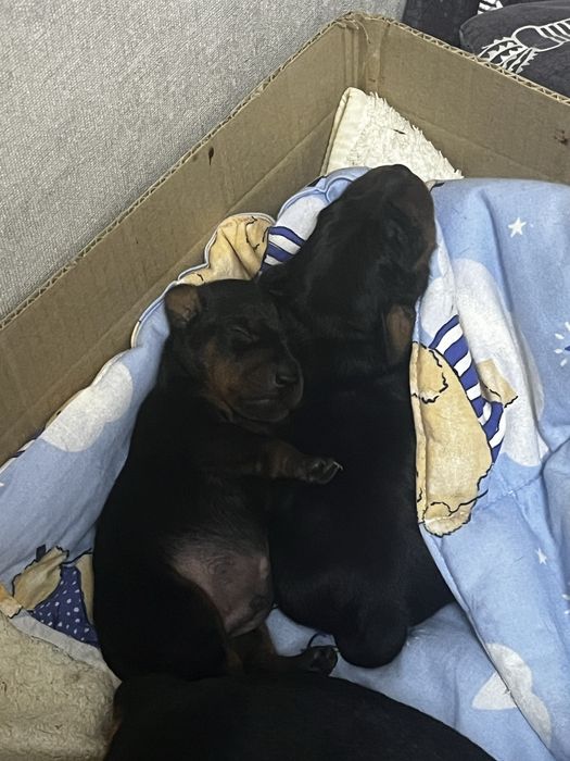 Порода Пінчер, маленькі хвостики