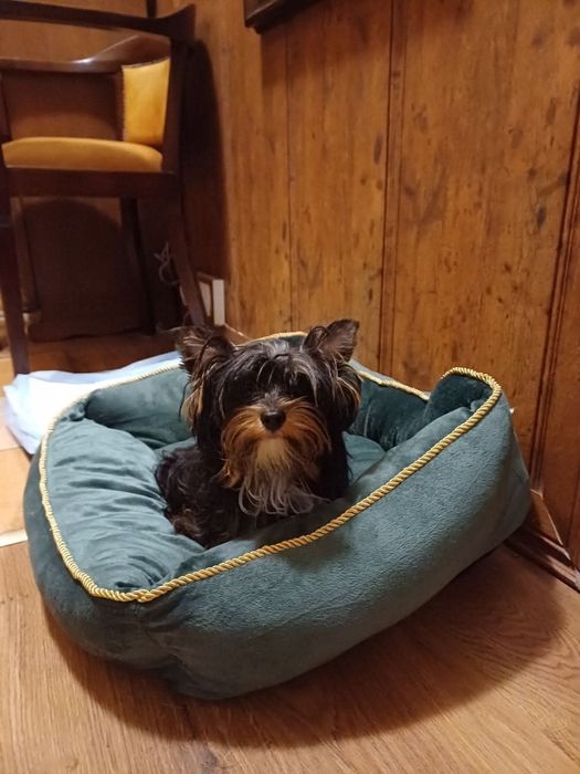 Yorkshire terrier