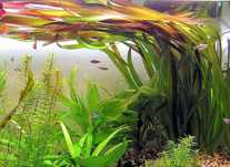 Vallisneria Gigantea vermelha rara - planta aquário lago - peixes Neon