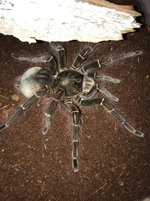 Pajak ptasznik T.blondi l2