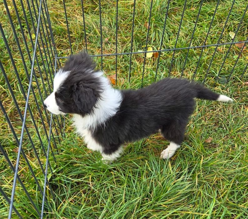Piesek Border Collie