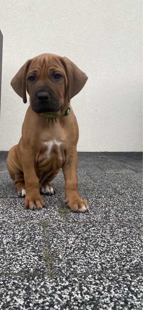 Rhodesian Ridgeback piesek