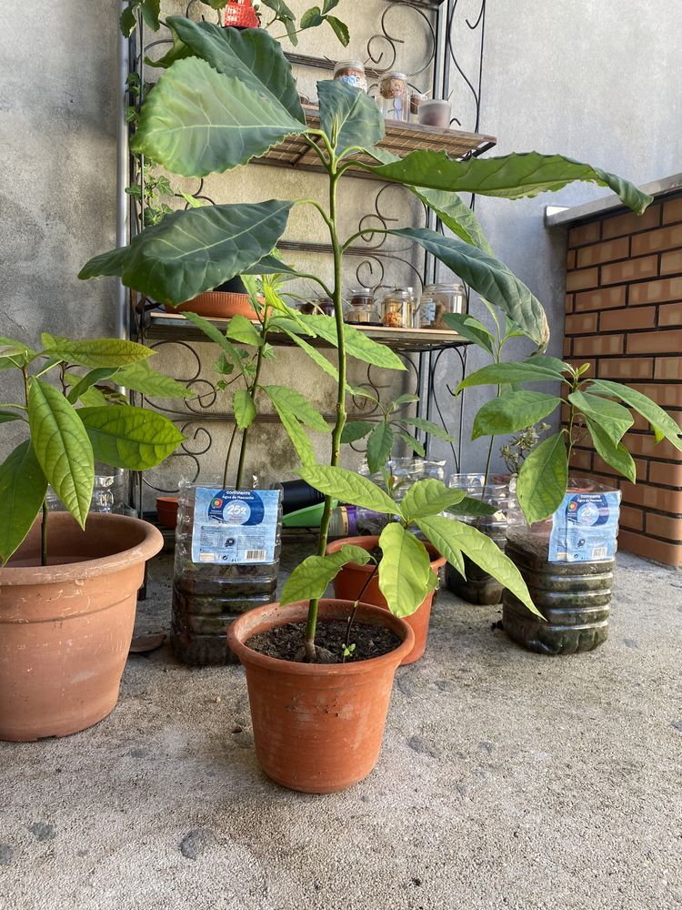 Abacateiros em vaso