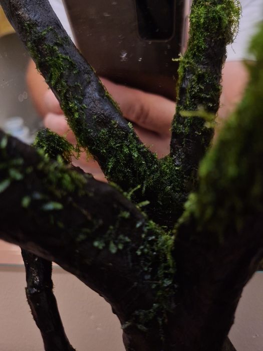 Korzeń Dark Wood z życiem, piękna tekstura drewna, doda uroku akwarium