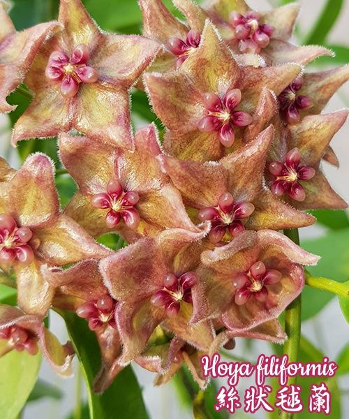 Hoya filiformis хойя