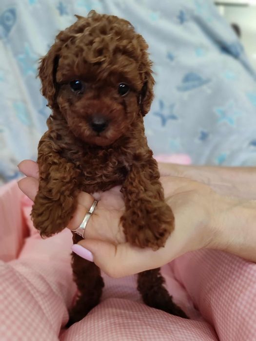 Pudel Toy dziewczynka chińska