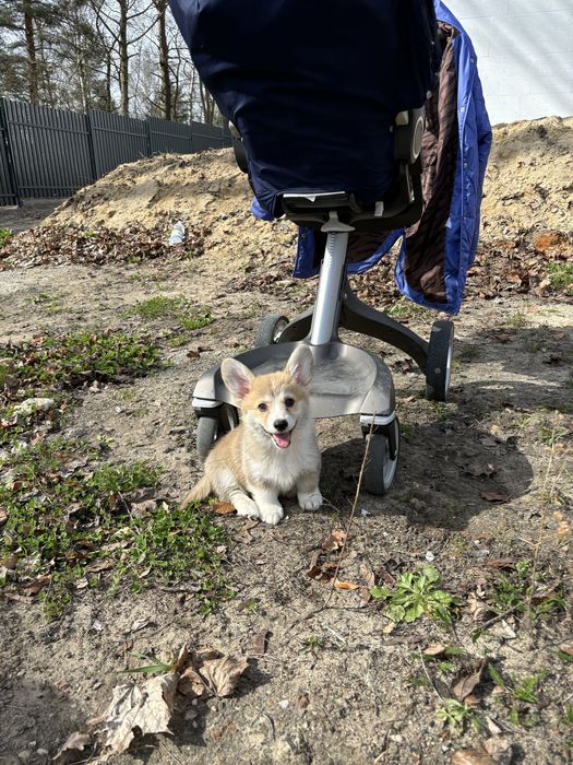 Corgi Cowboys, Welsh Corgi Pembroke,  planowany miota- wiosna 2026