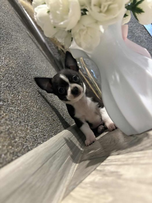 Chihuahua dziewczynka