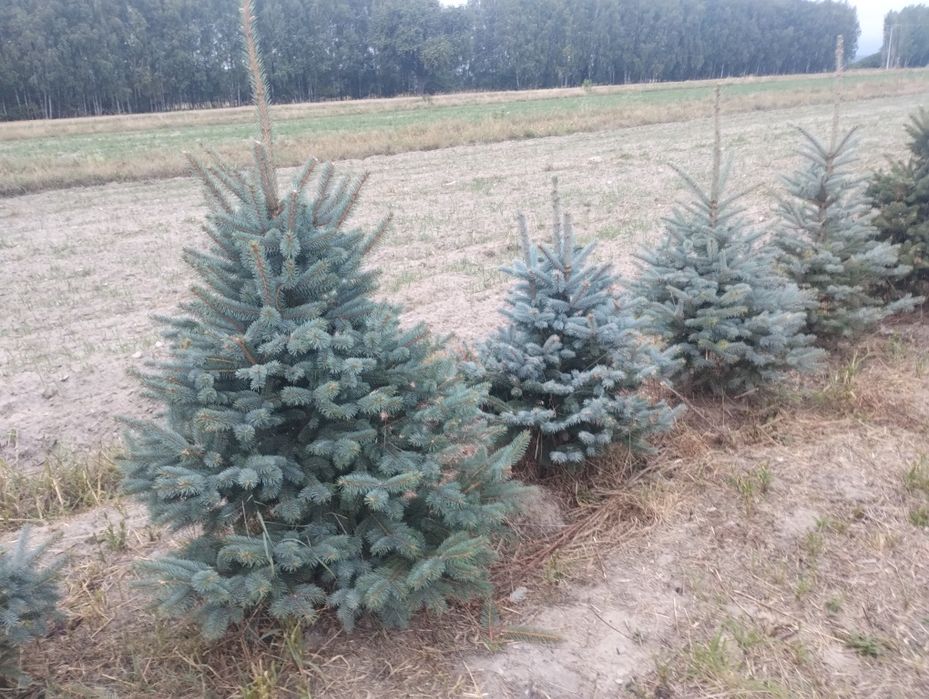 Choinki świerk srebrny w donicy