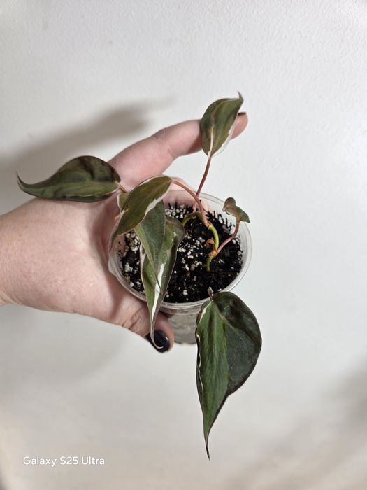Philodendron micans velvet halo