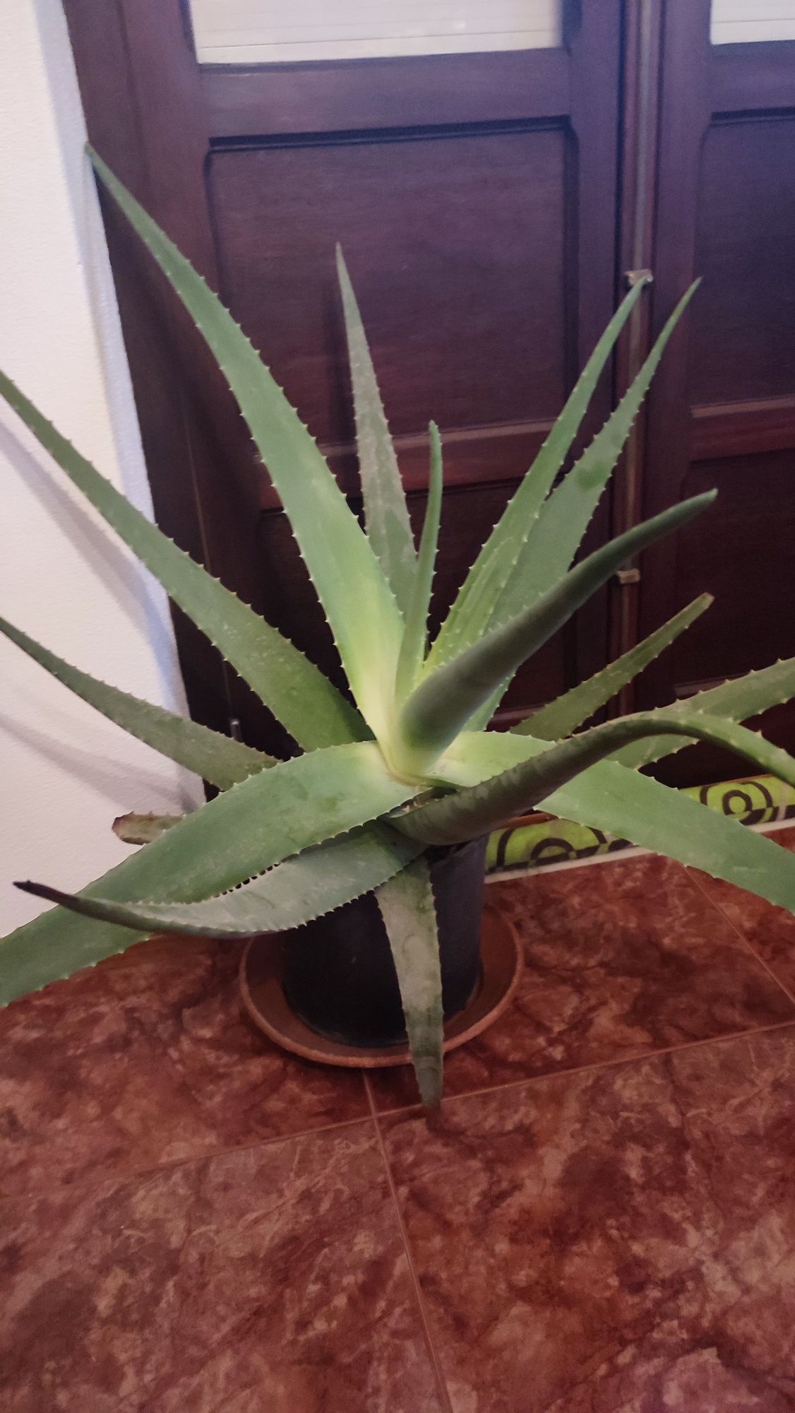 Aloe Vera grande em vaso