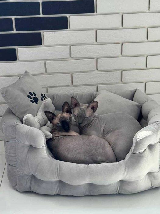 Лежанка Лежак для кота собаки Ліжко для тварин. Твій трон-обійми 24/7