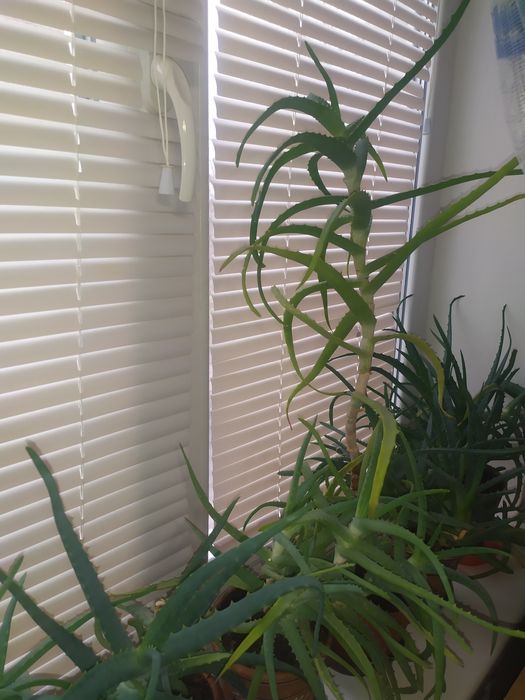 Алое-Столетник Лечебный