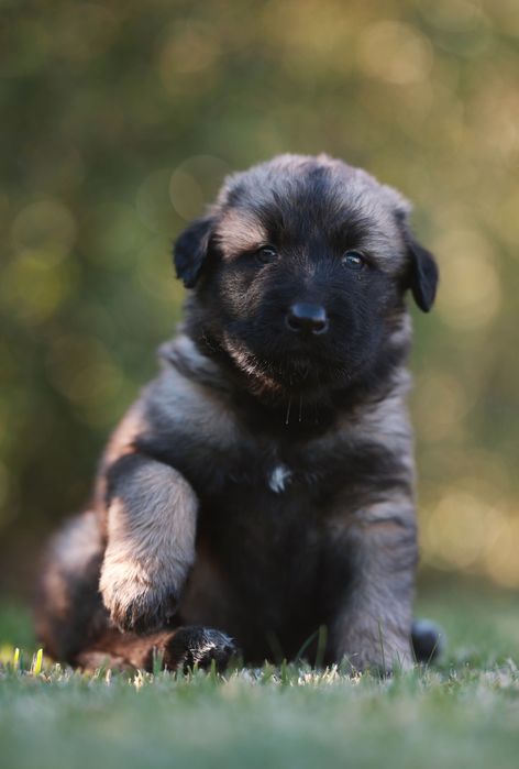 Cachorro, cães Serra da Estrela