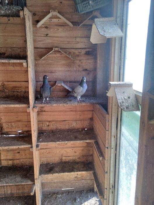 Sprzedam gołębie pocztowe