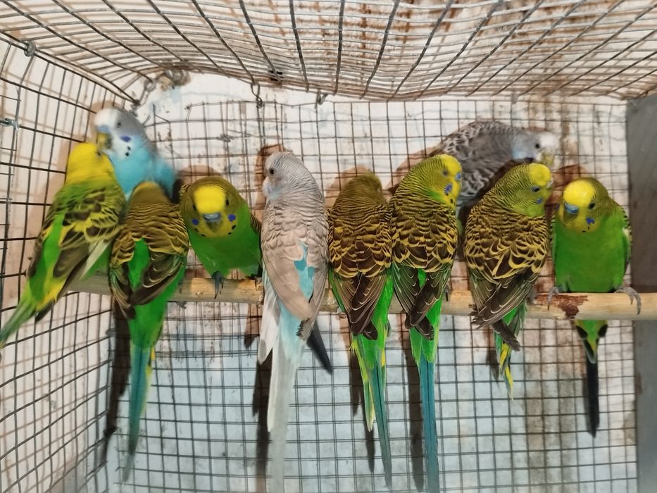 Piriquitos australianos