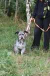 Pies w typie sznaucera do adopcji