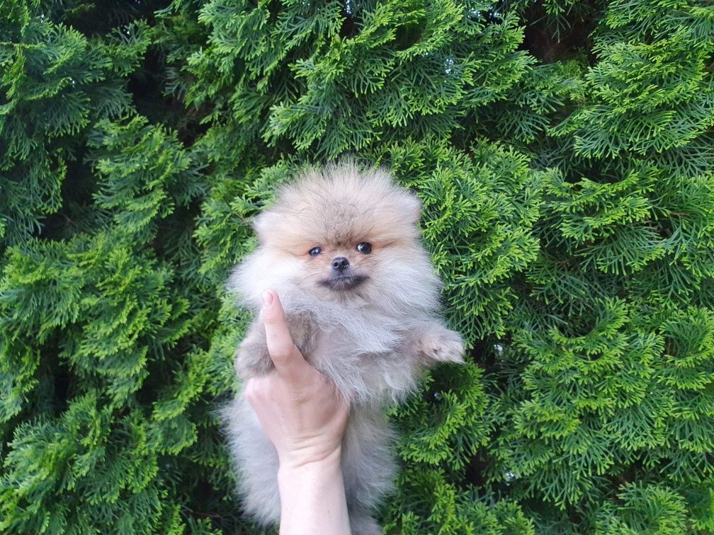 Szpic miniaturowy Pomeranian