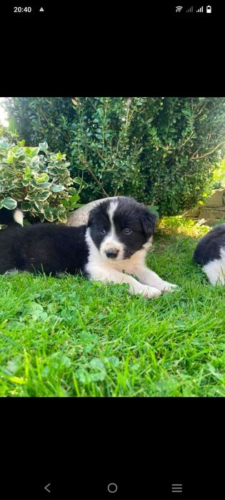 Śliczne szczeniaki border collie