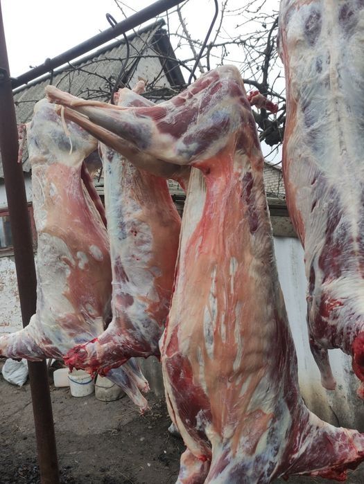 Продам тушку молодої баранини та козлятини,козеня
