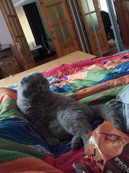 В'язка шотландського кота Пуфіка