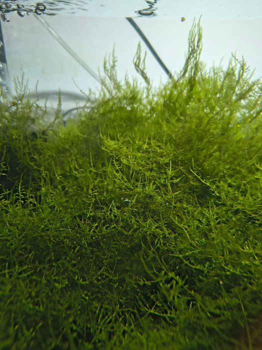 Musgo de Java (Taxiphyllum Barbieri)