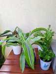 Kwiaty doniczkowe jucca dracena