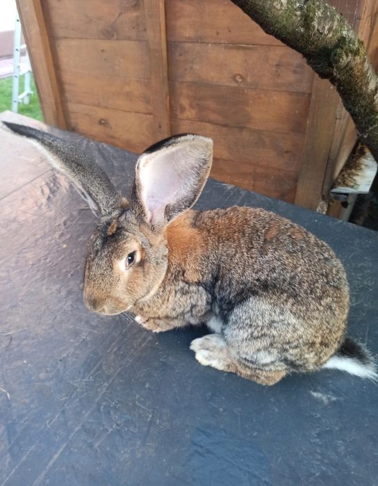 Króliki Olbrzymy Beligijskie