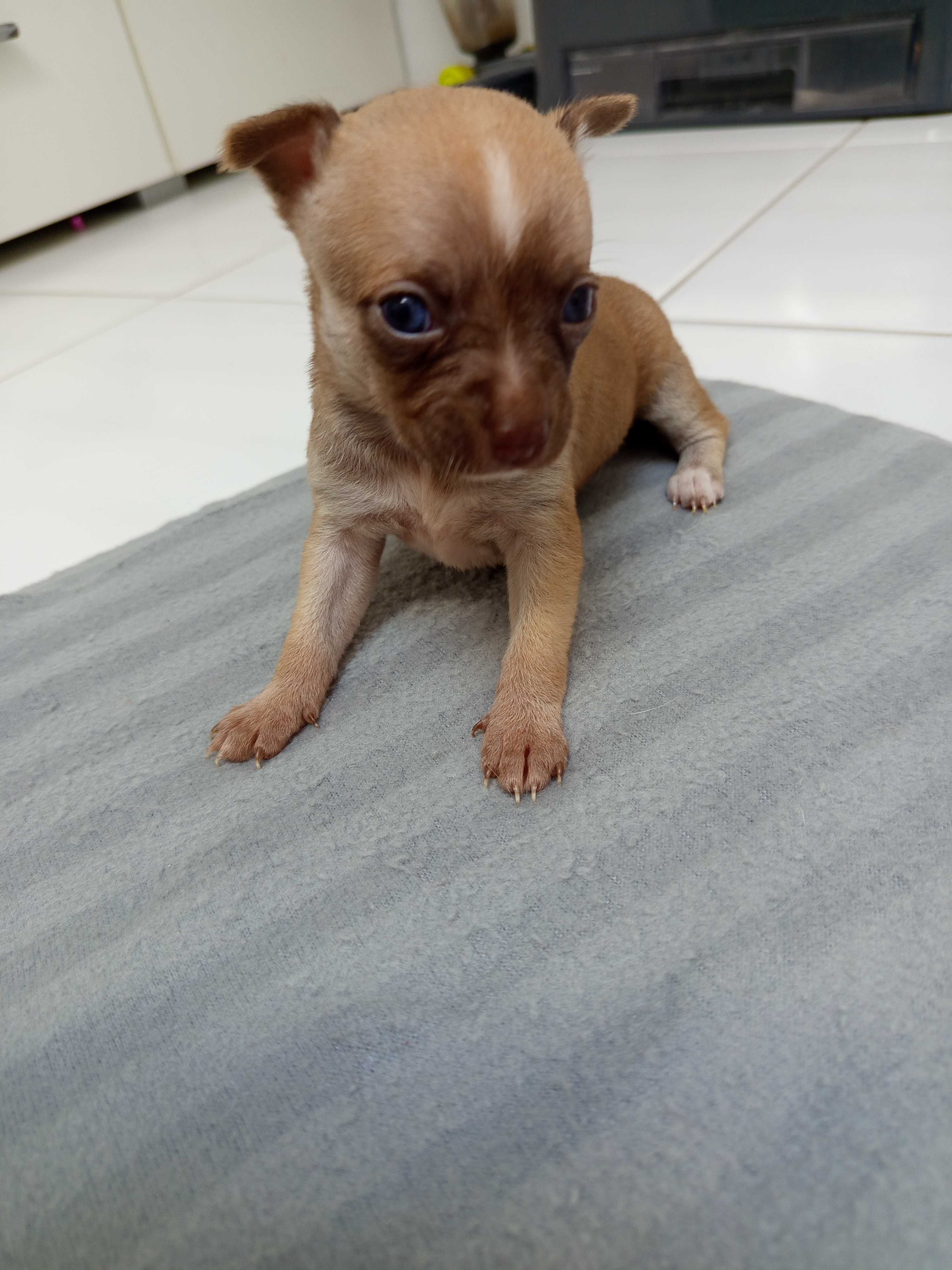 Szczeniaczki chihuahua