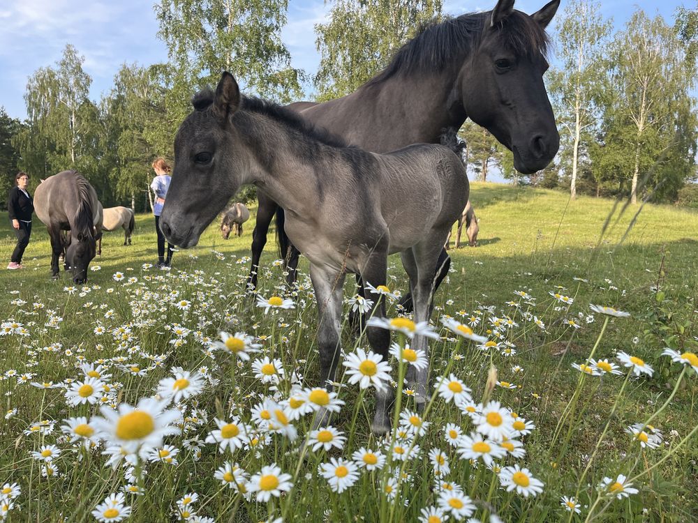 Domek na wsi, Kaszuby, agroturystyka Ugoszczanka