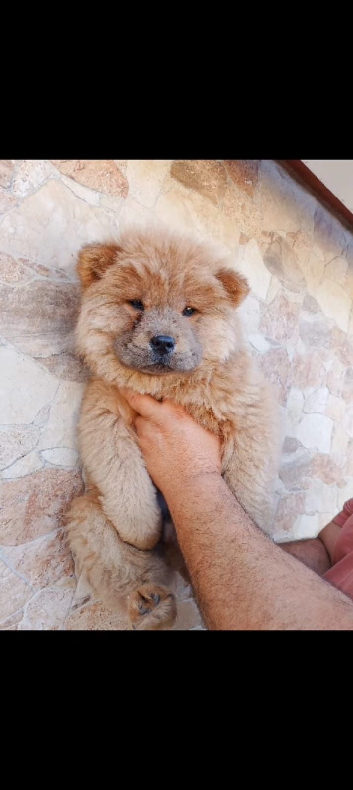 Chow chow um peluche