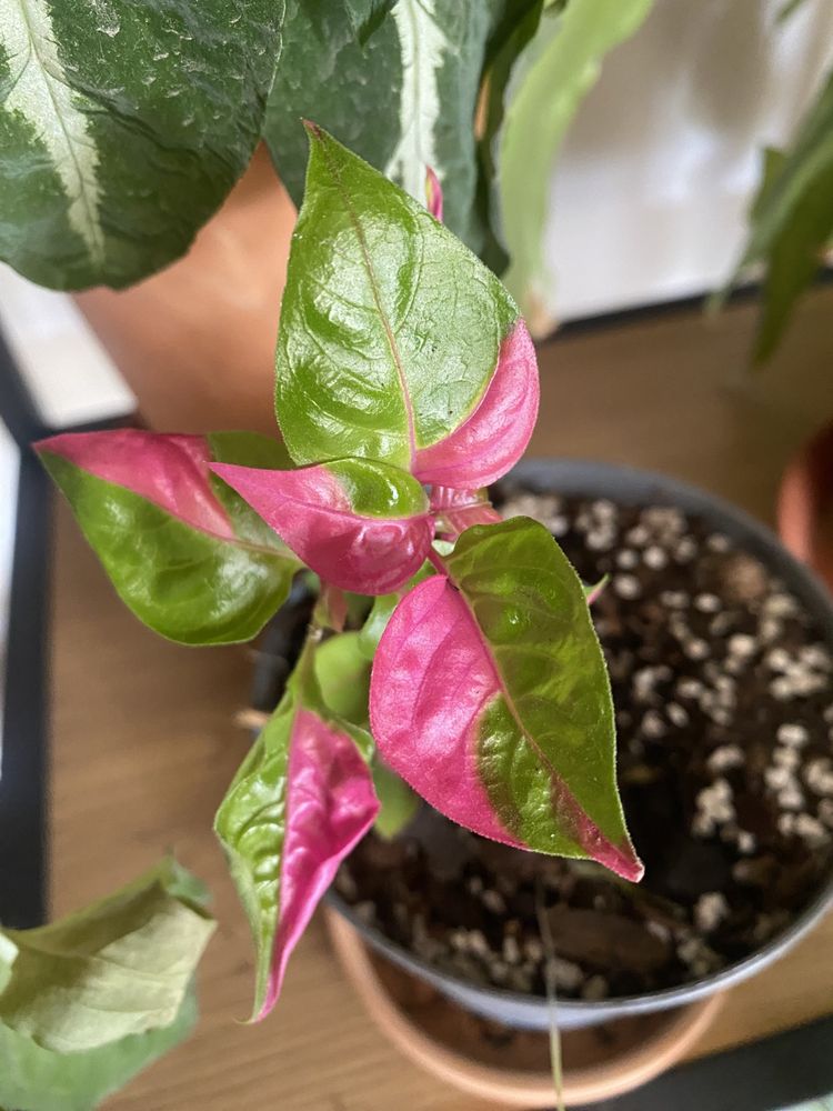 alternanthera party time, pedatum, mayoi