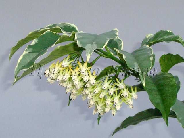 Хойї Хойя Hoya Multiflora variegata